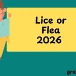 Lice or Flea