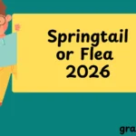 Springtail or Flea
