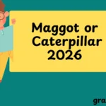 maggot or Caterpillar