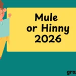 Mule or Hinny